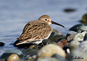 Calidris alpina